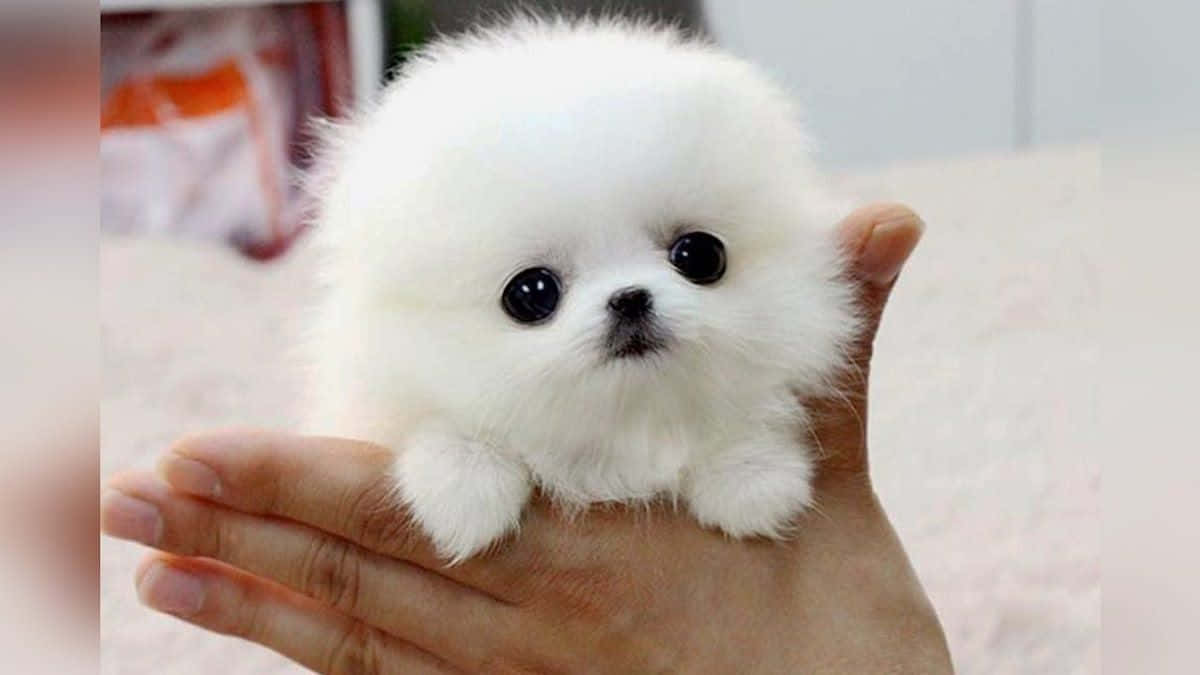 Toy Cute Dog Picture