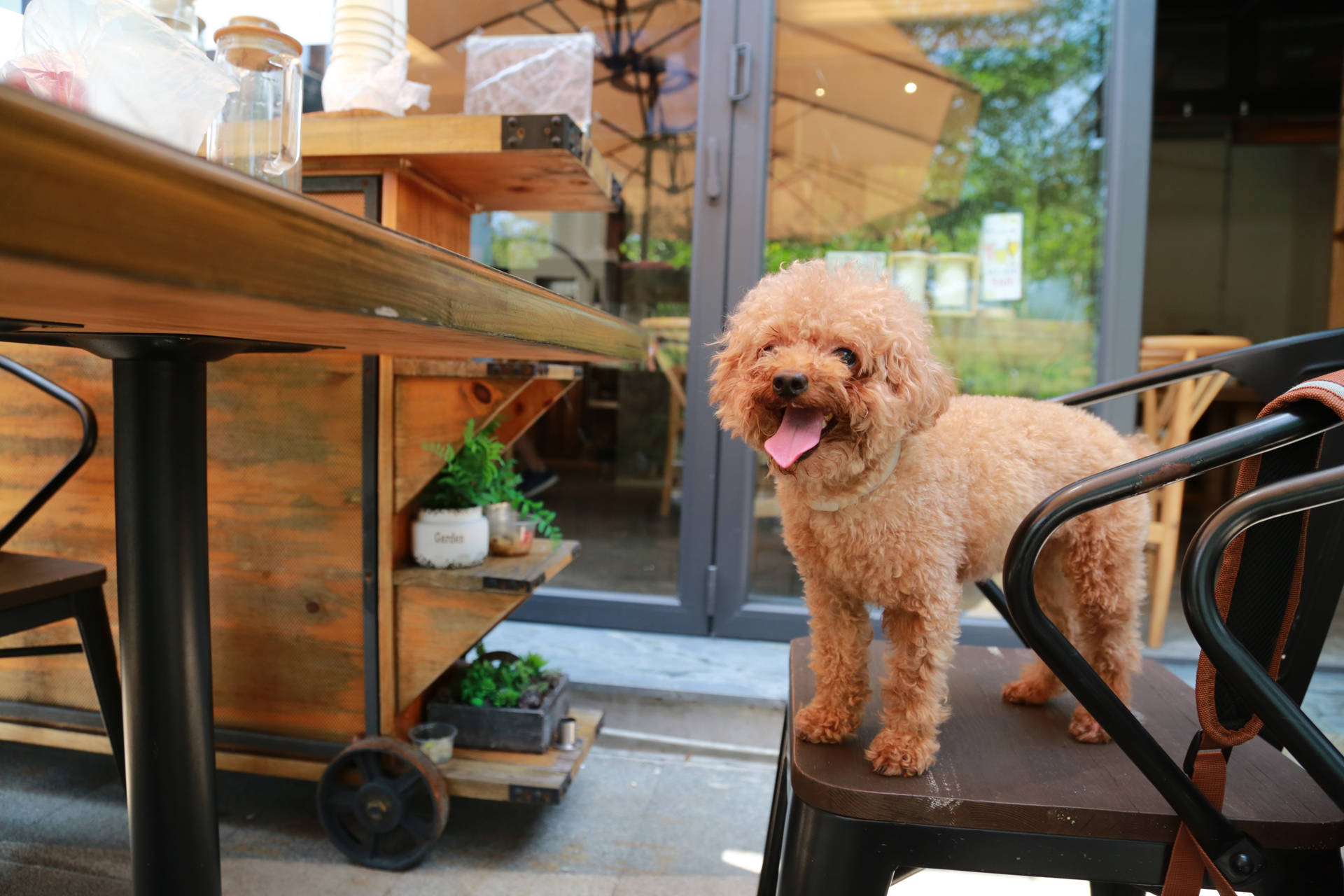 Toy Poodle In A Cafe