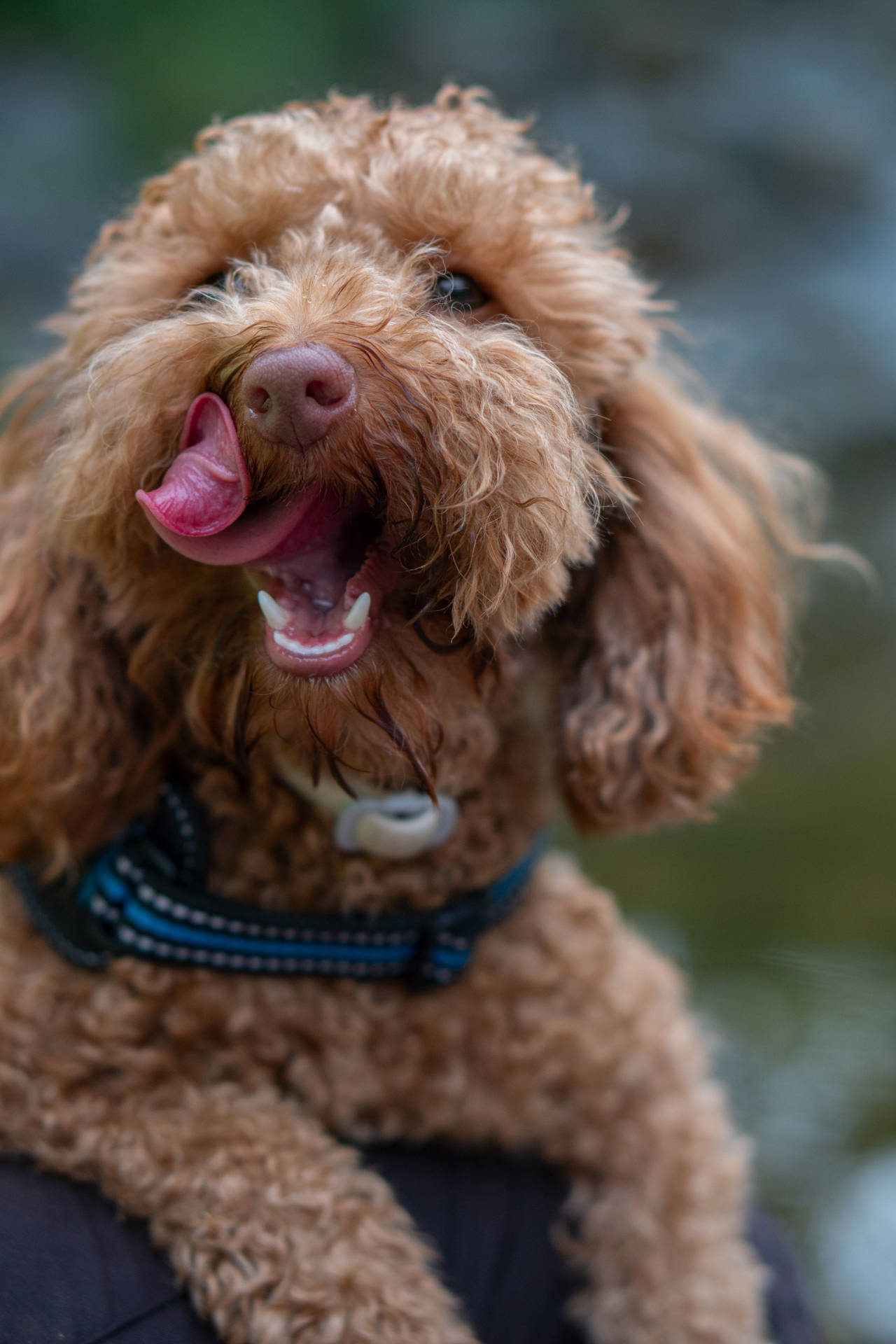 Toy Poodle Licking Face