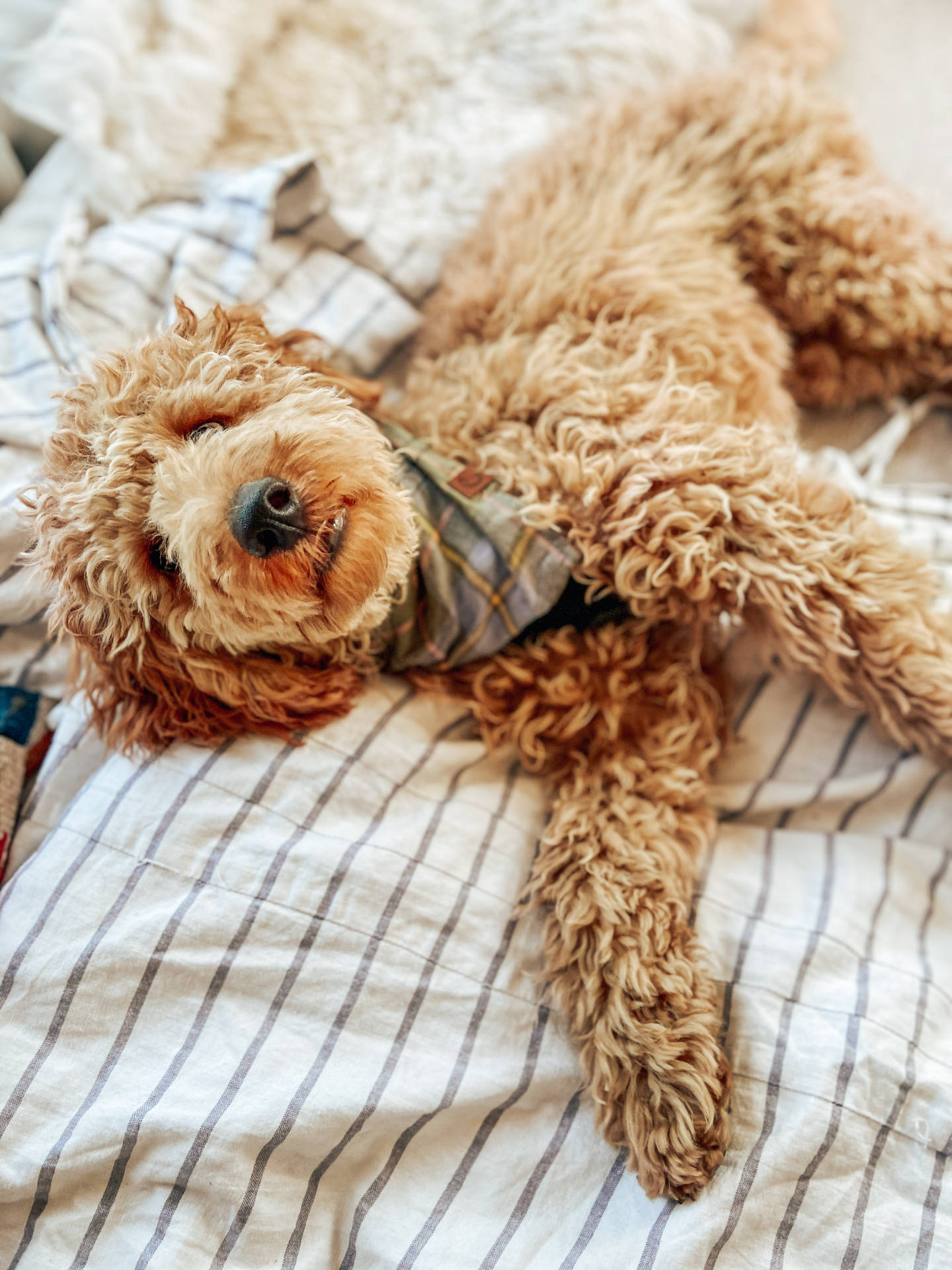 Toy Poodle Lying Down