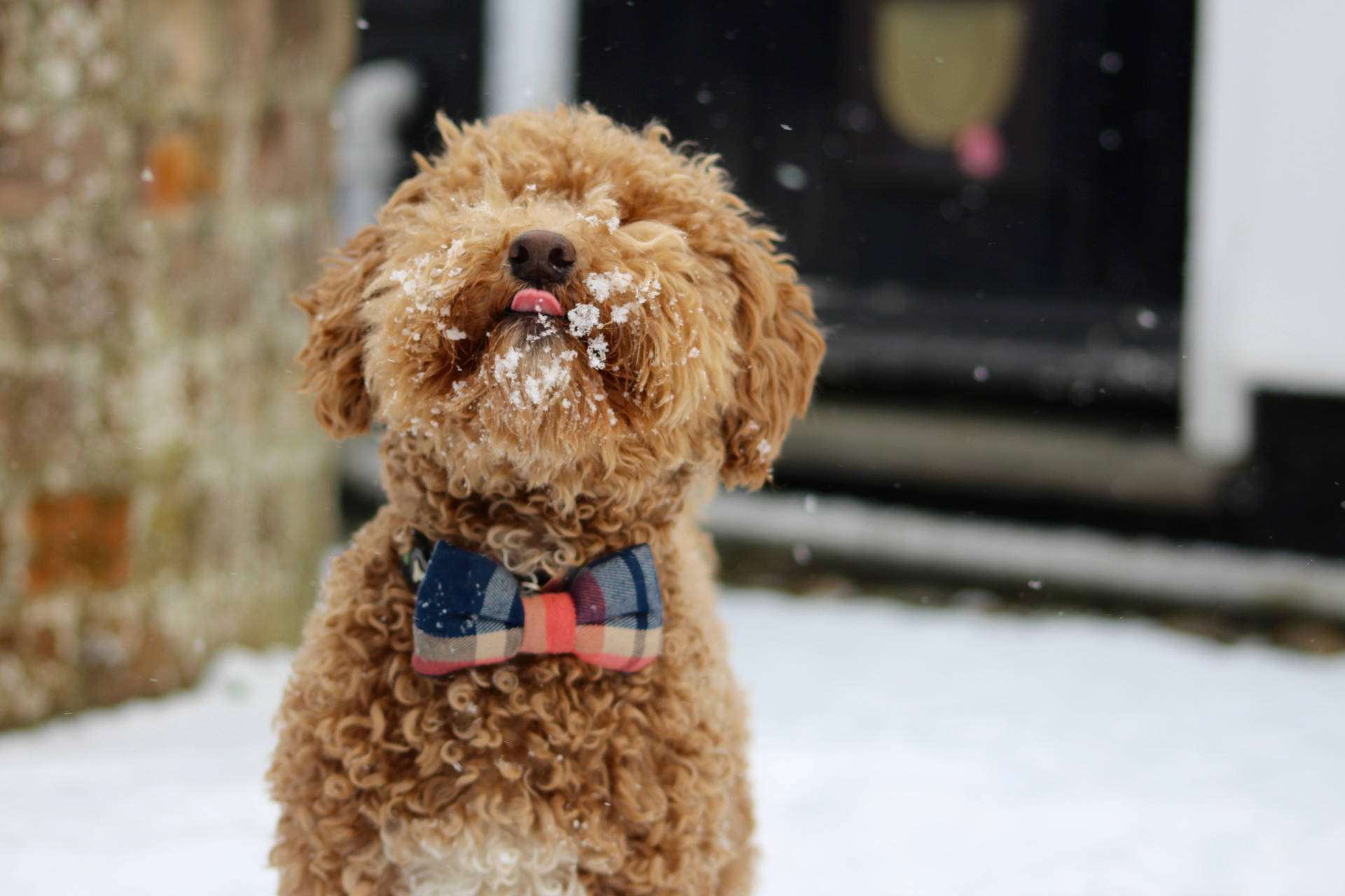 Toy Poodle Puppy Licking Snow