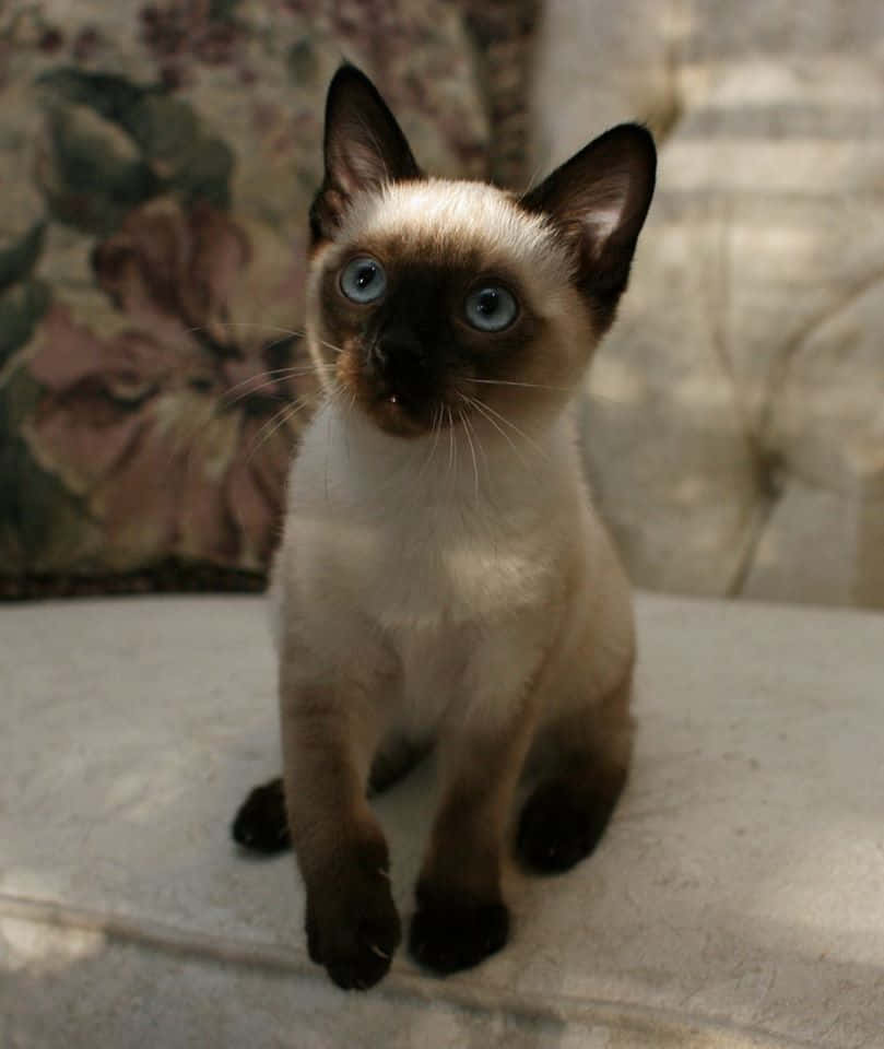 Adorable Toybob kitten lounging on a cozy blanket Wallpaper