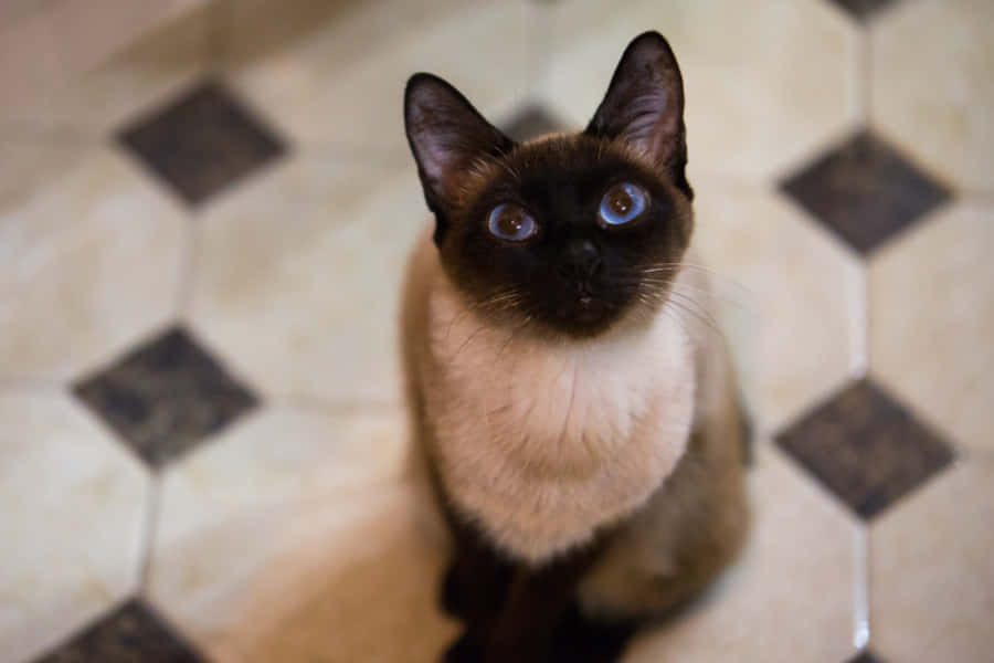 Playful Toybob cat on a wooden floor Wallpaper