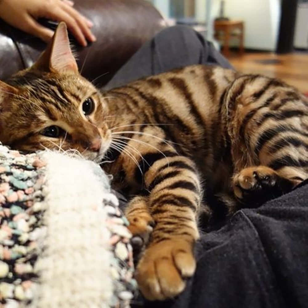 Majestic Toyger Lounging Gracefully Wallpaper