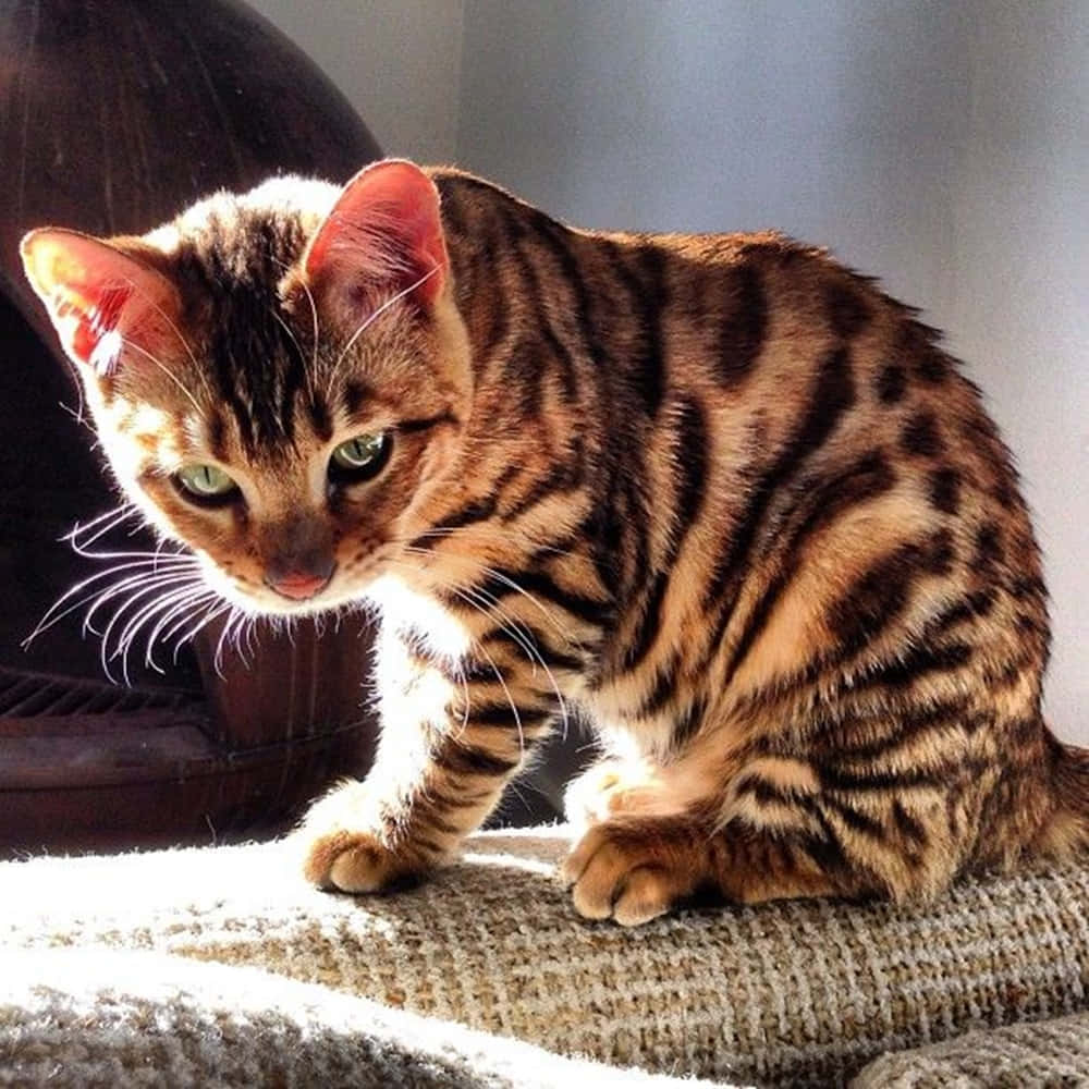 Котята похожи на кошку. Тойгер кошка. Бенгальская кошка тойгер. Котята породы тойгер. Тойгер (Toyger).