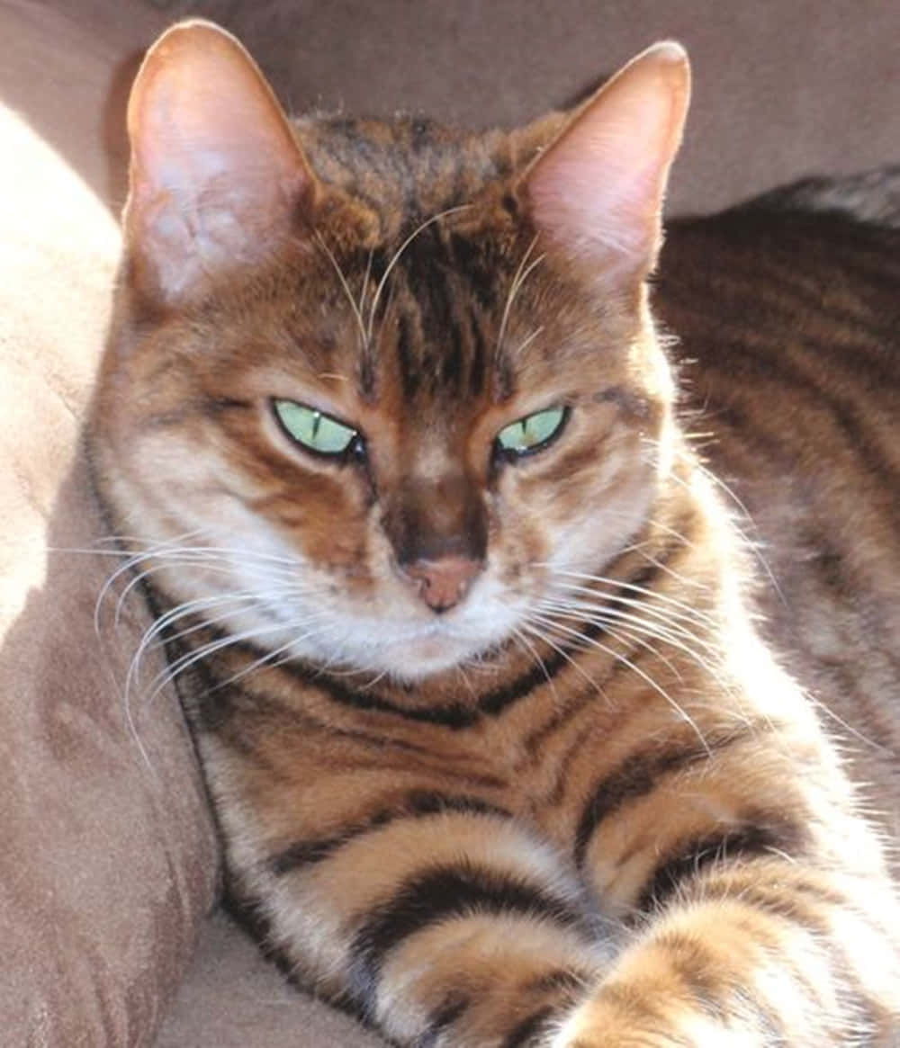 Majestic Toyger cat gracefully posing outdoors. Wallpaper