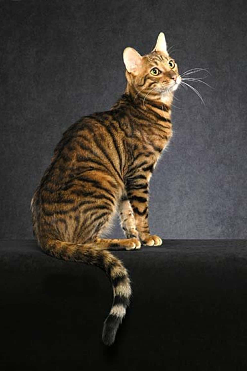 Elegant Toyger Cat Lounging on a Couch Wallpaper