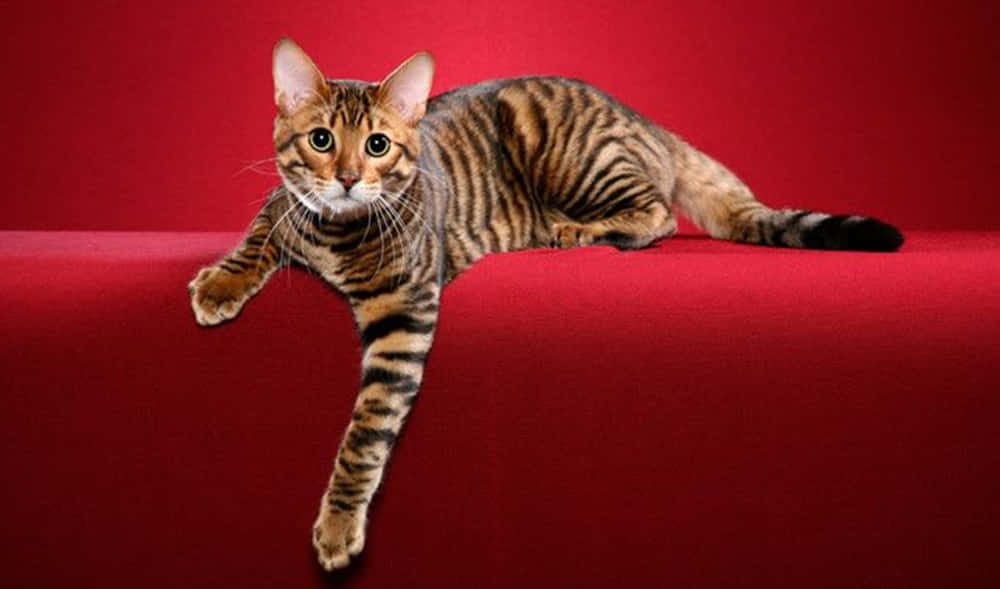 A Majestic Toyger Cat Lounging in Nature Wallpaper