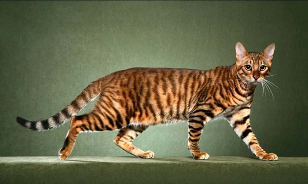 Majestic Toyger elegantly resting on a soft surface Wallpaper