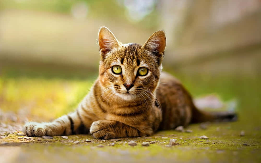 Majestic Toyger cat resting on a wooden surface Wallpaper