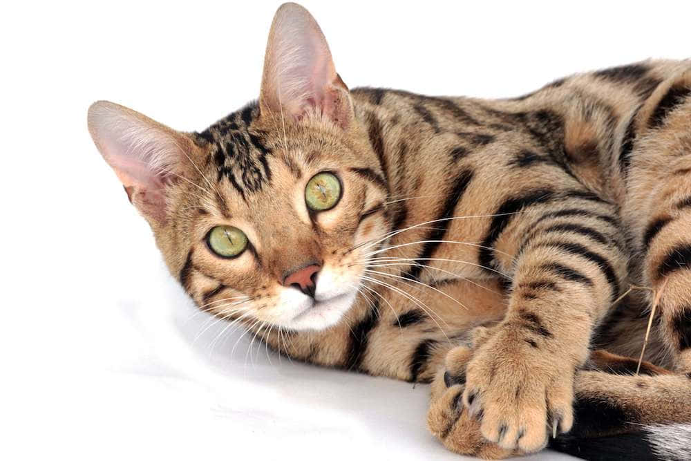 Captivating Toyger Cat Lounges on a Sofa Wallpaper