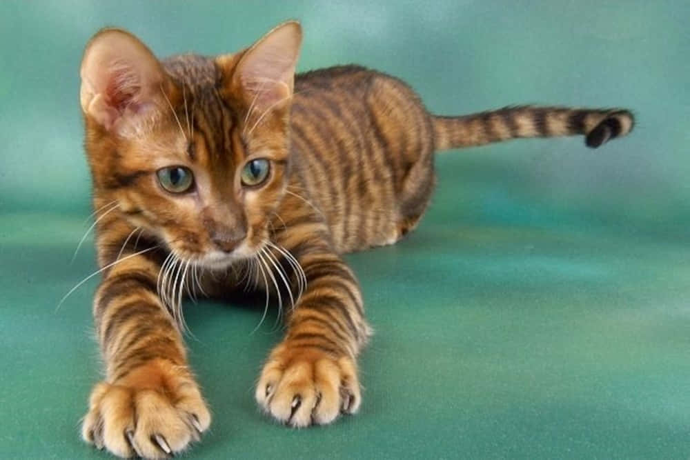 A stunning Toyger cat resting elegantly Wallpaper