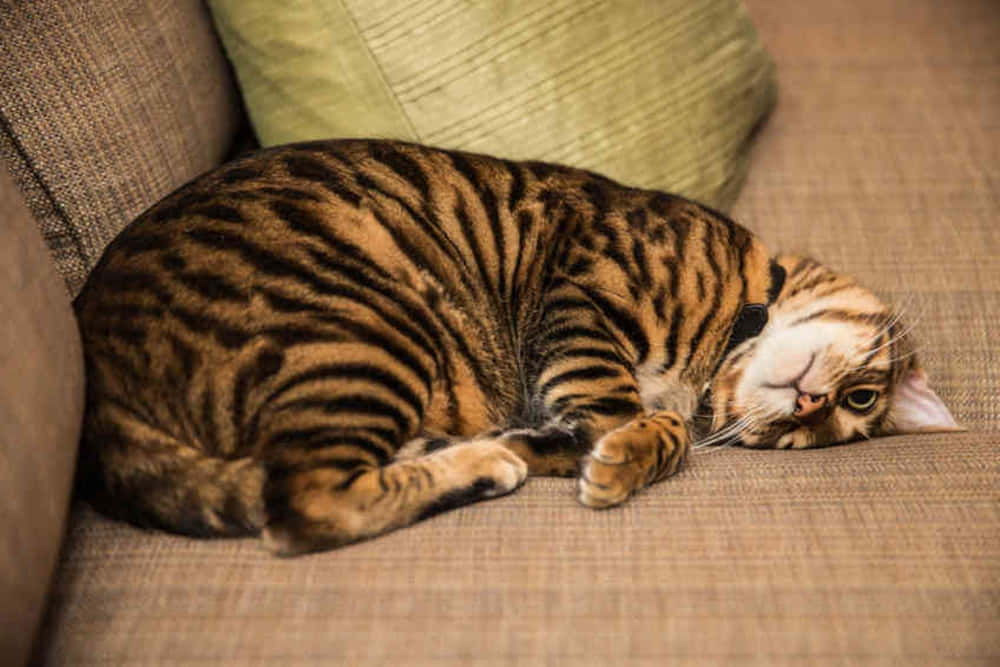 Elegant Toyger Cat Lounging on a Wooden Floor Wallpaper