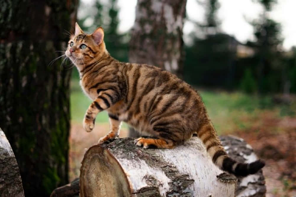 Caption: Beautiful Toyger Cat Relaxing at Home Wallpaper