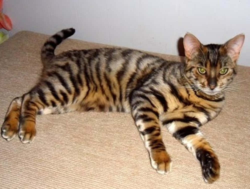 Beautiful Toyger Cat Posing Outdoors Wallpaper