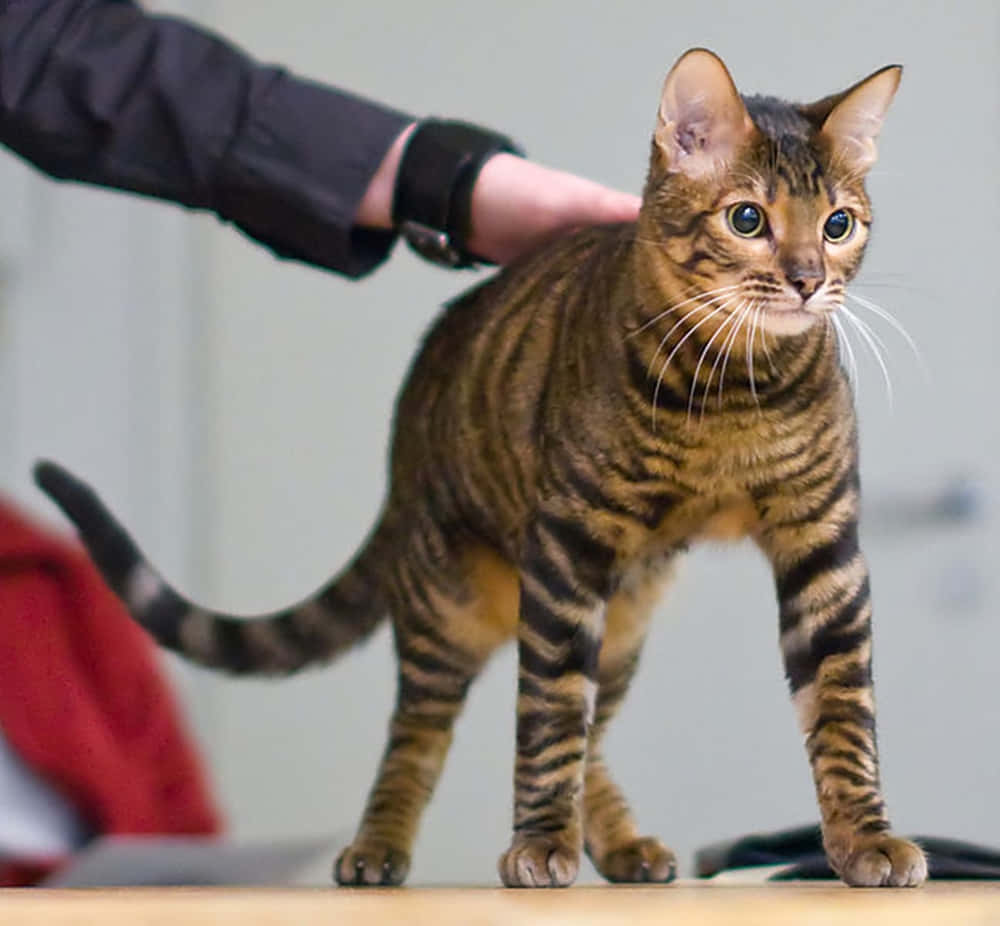 Majestic Toyger Resting on the Floor Wallpaper