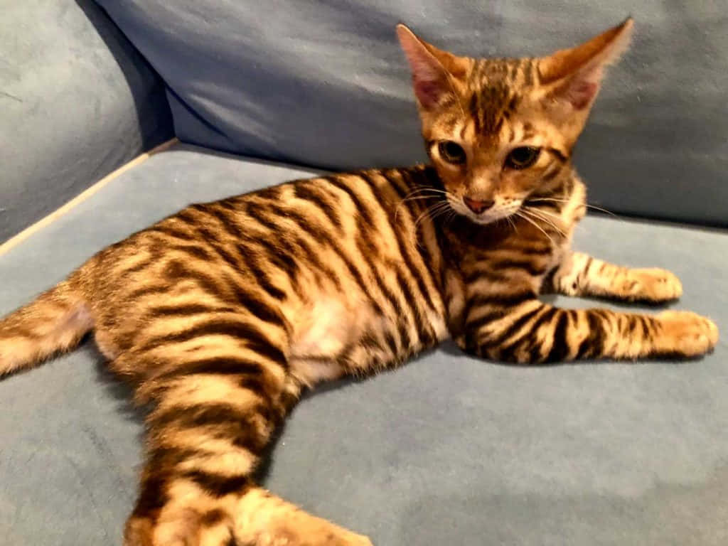 Majestic Toyger Cat Lounging on a Couch Wallpaper