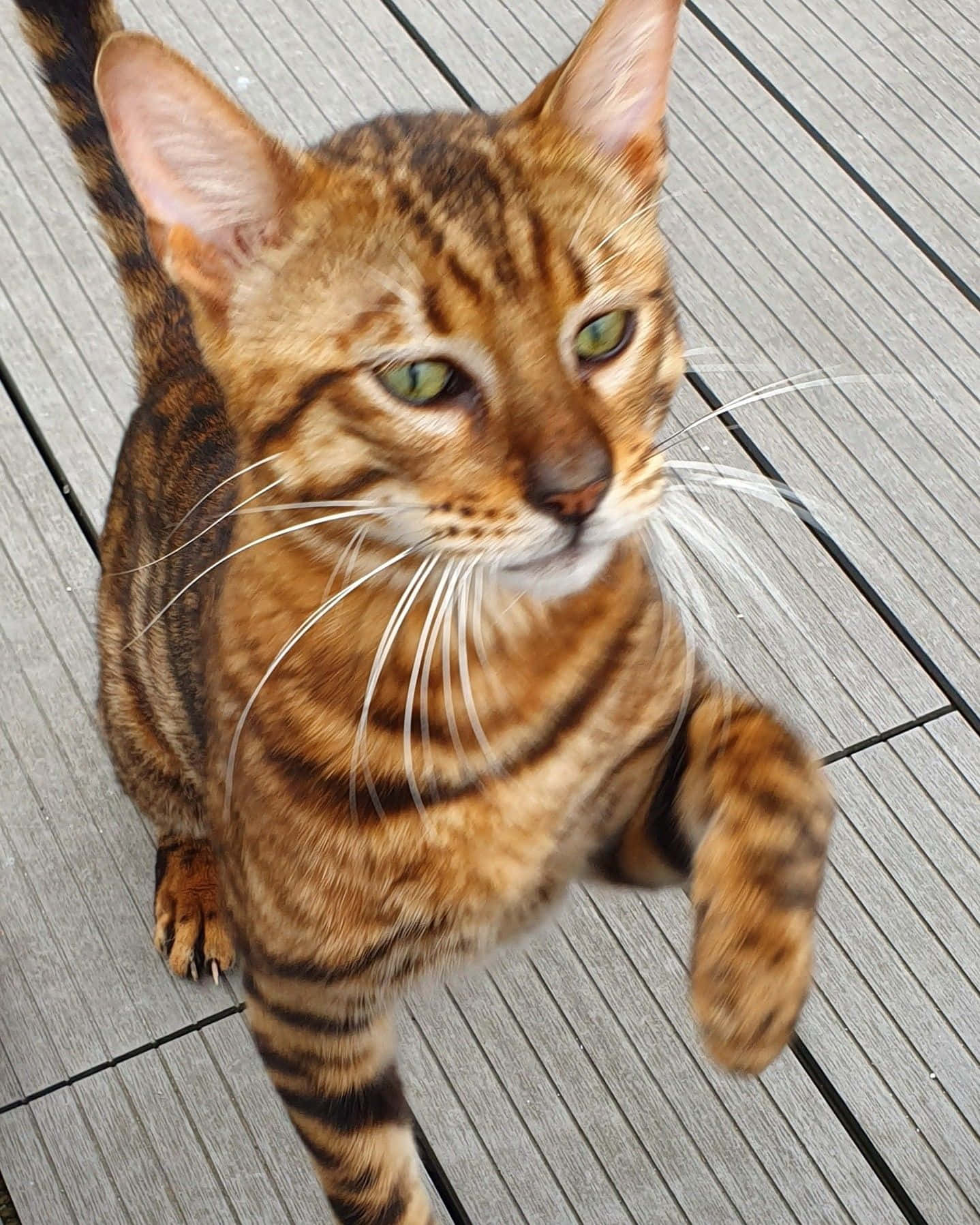 A Majestic Toyger Cat Posing Outdoors Wallpaper