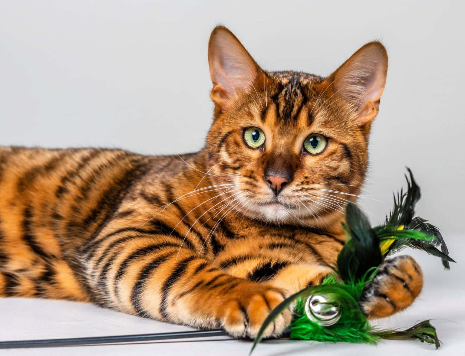 Majestic Toyger Cat Lounging on a Textured Surface Wallpaper