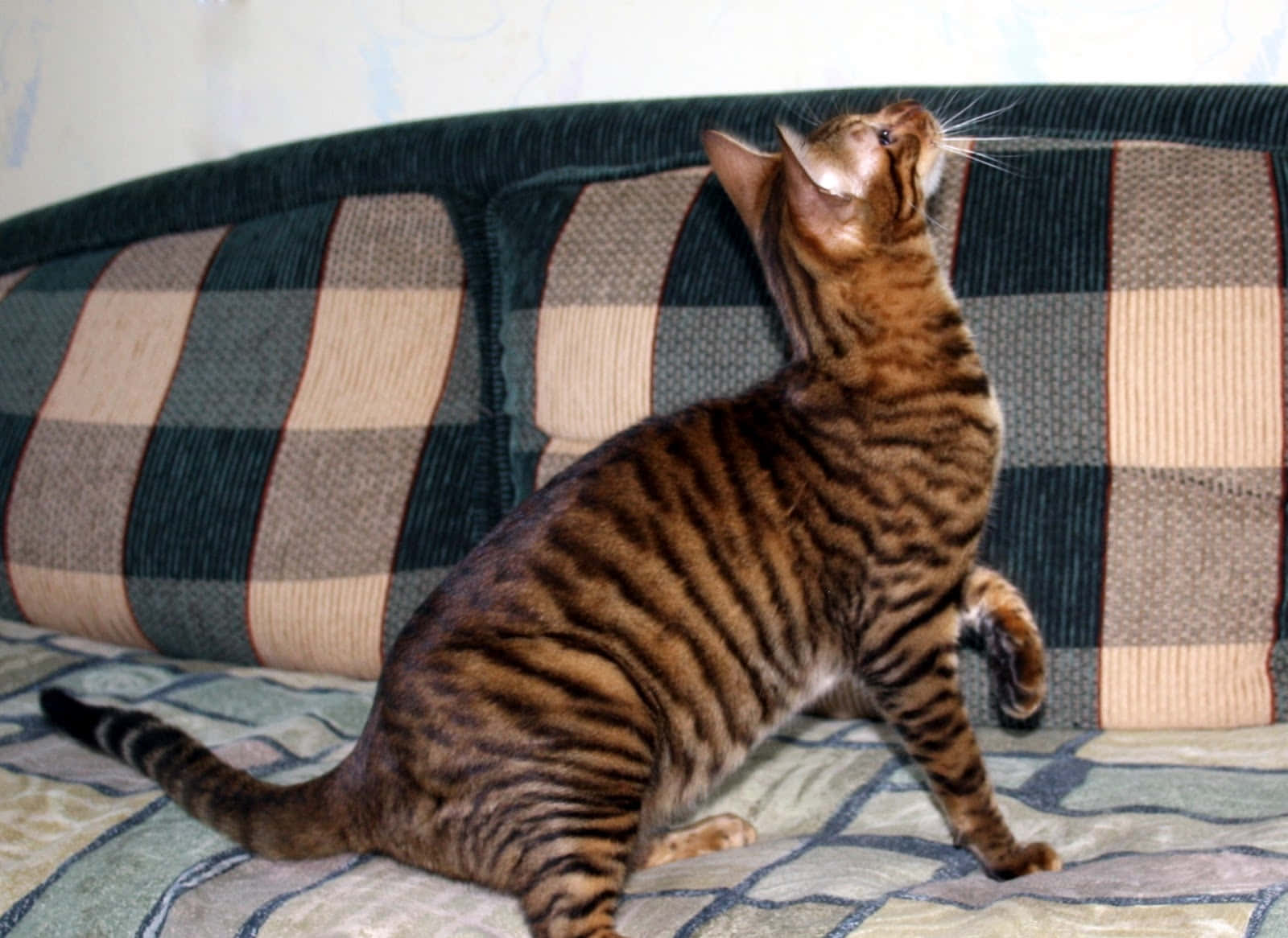 Majestic Toyger Cat Lounging on Wooden Surface Wallpaper