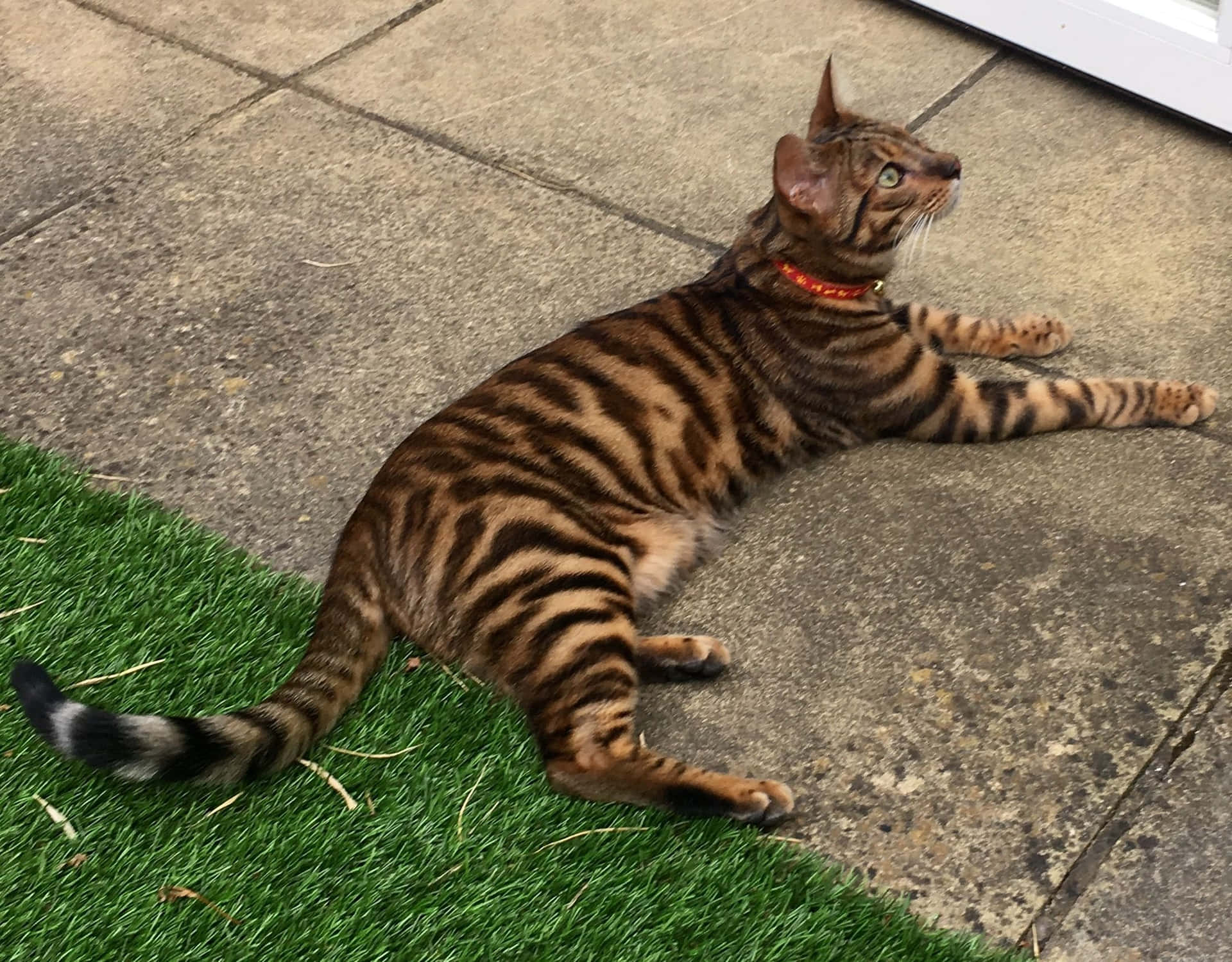 Majestic Toyger Cat Lounging Outdoors Wallpaper