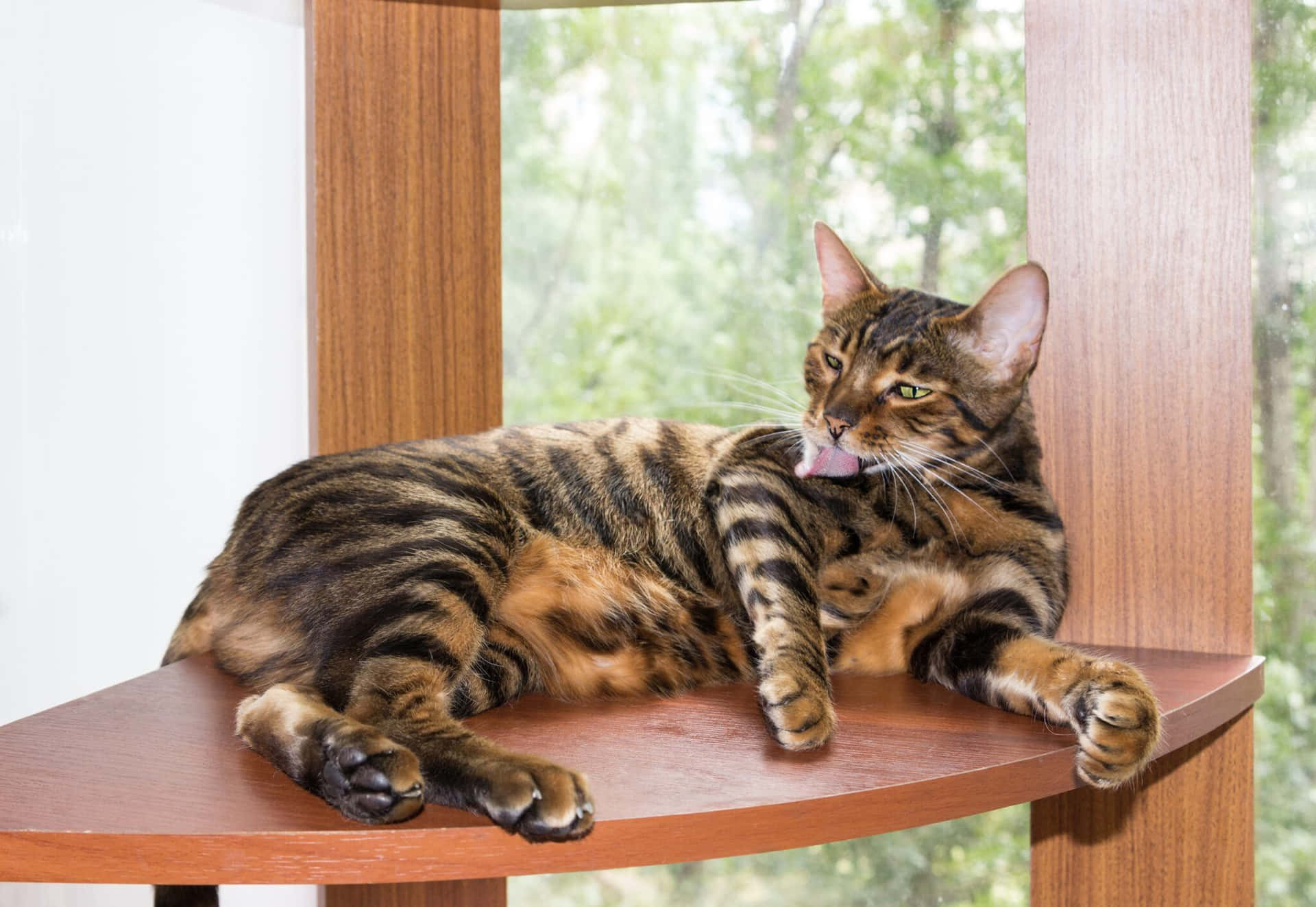 Majestic Toyger relaxing on the porch Wallpaper
