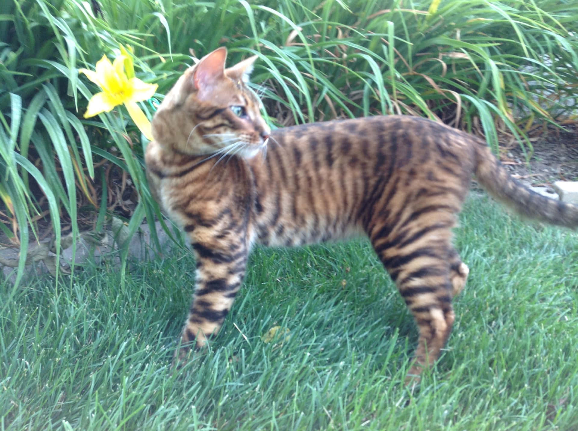 Majestic Toyger Cat Lounging in Nature Wallpaper