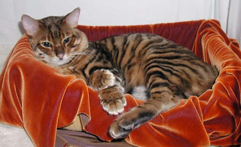 Majestic Toyger Poses Elegantly on a Wooden Surface Wallpaper