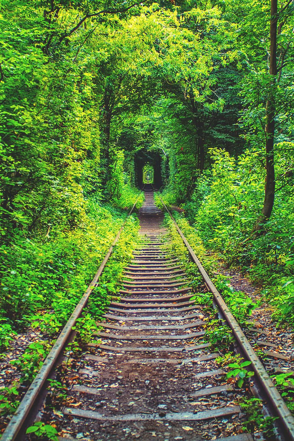 A Train Track In The Forest