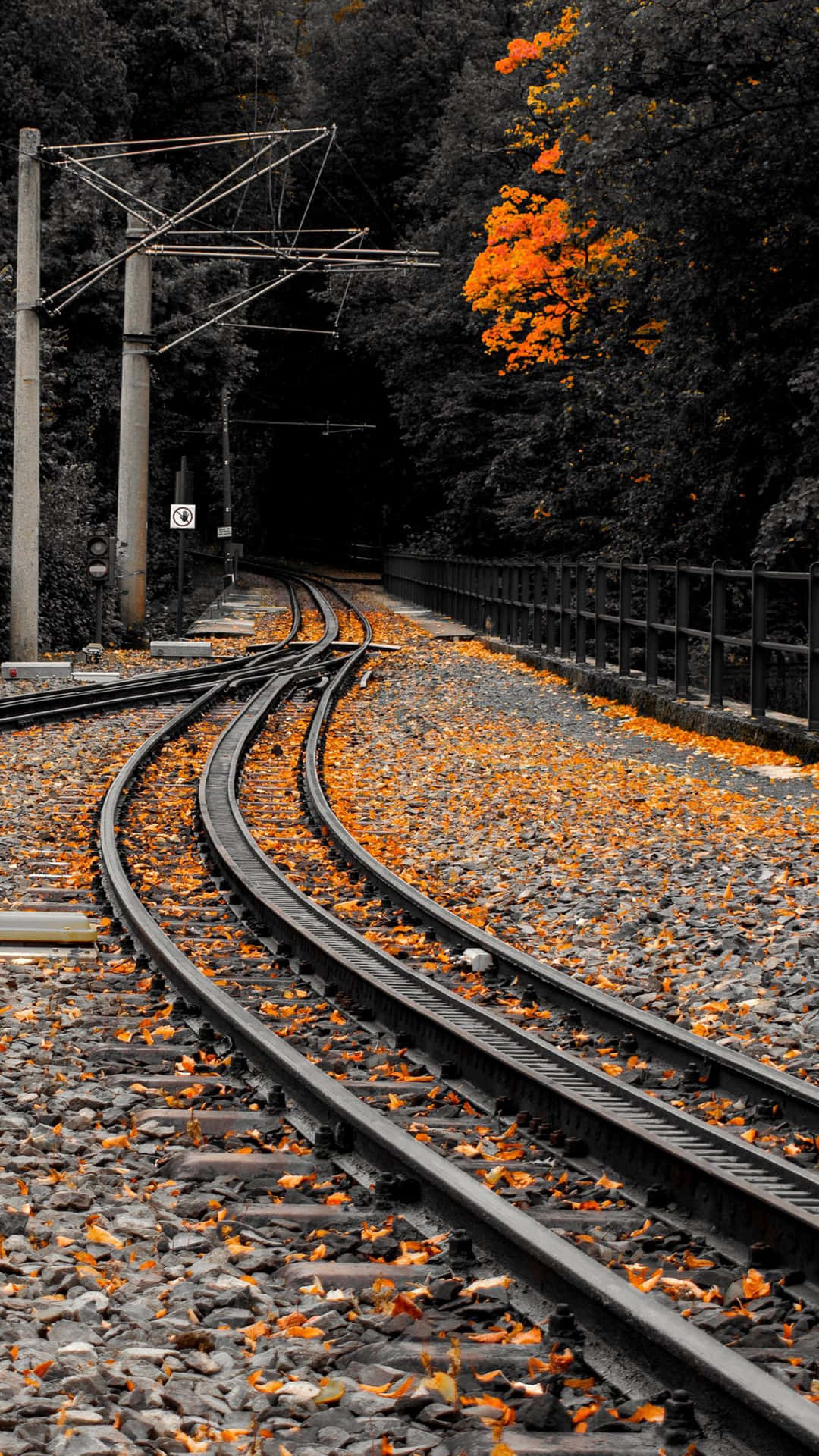 A Train Tracks With Leaves
