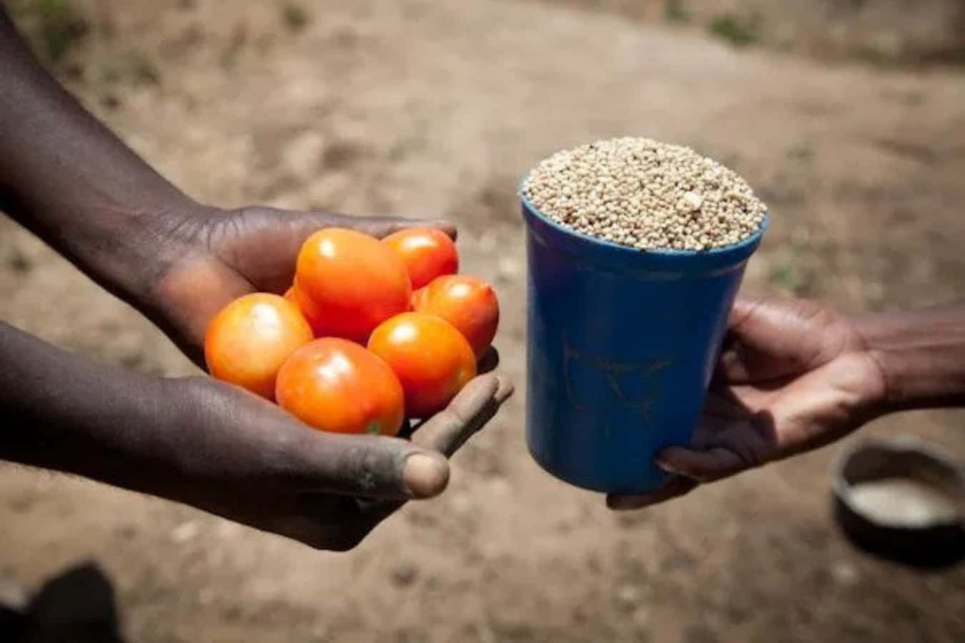 Two Hands Are Holding Tomatoes And A Cup