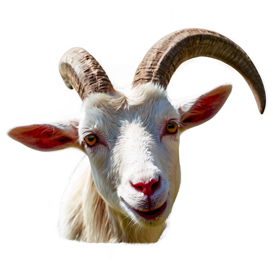 Download Traditional Goat Png Rhn36 | Wallpapers.com