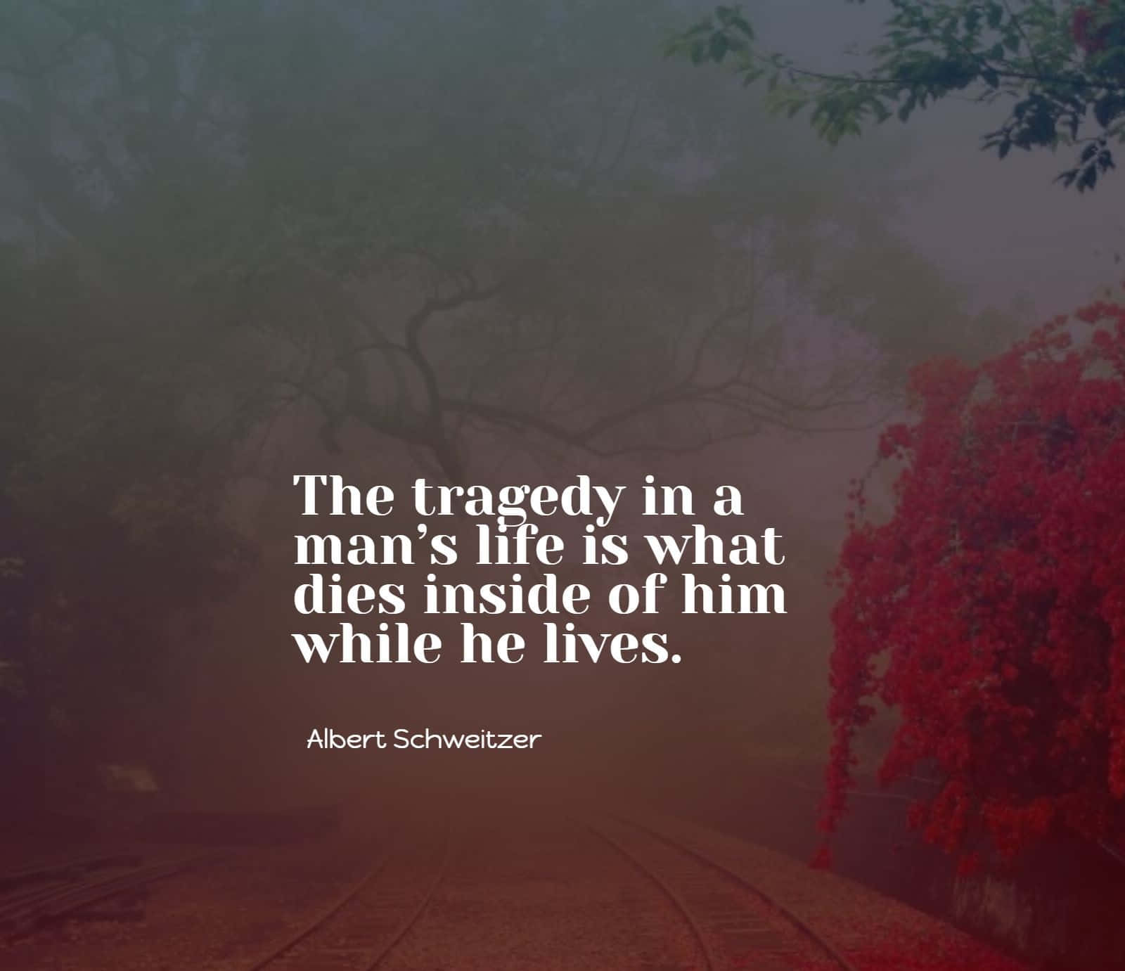 Tragedyof Life Quote Albert Schweitzer Wallpaper
