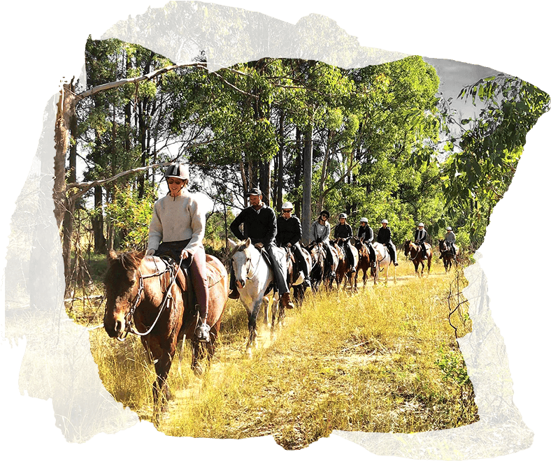 Trail Ride Procession Equestrian Adventure.jpg PNG