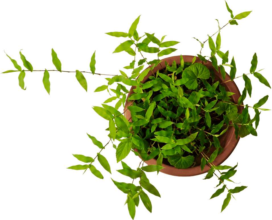 Trailing Green Plantin Terra Cotta Pot PNG