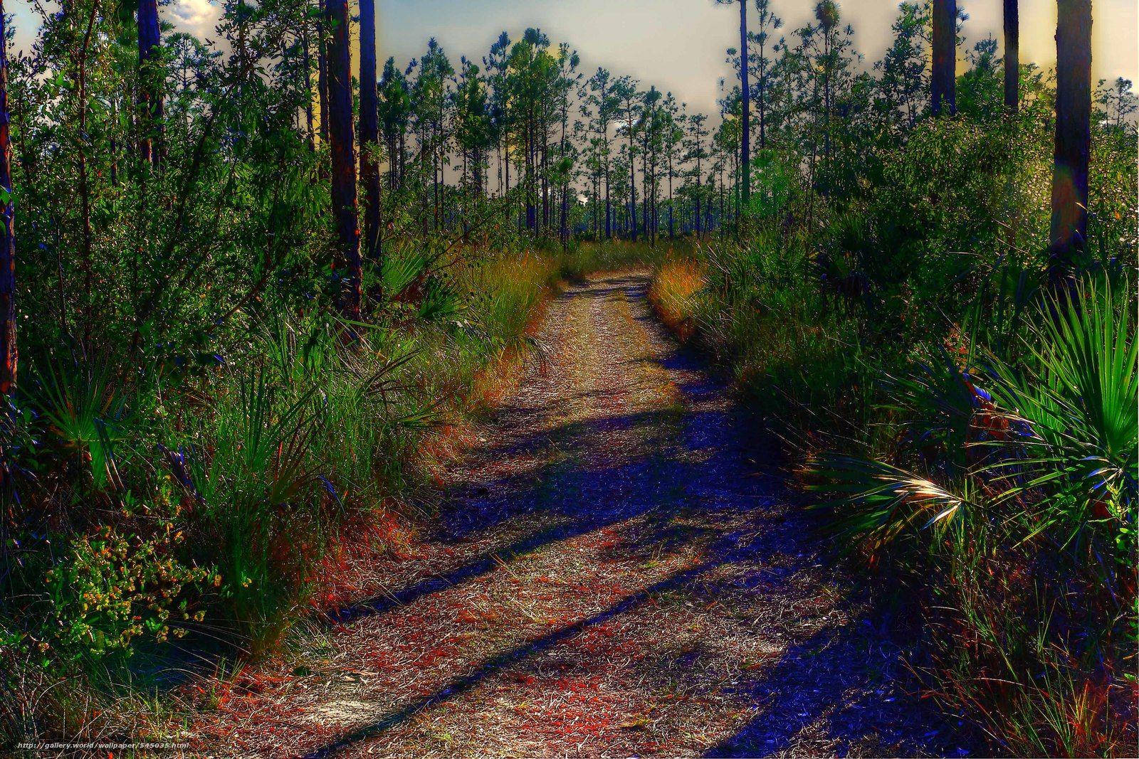 Trails At Everglades National Park Wallpaper