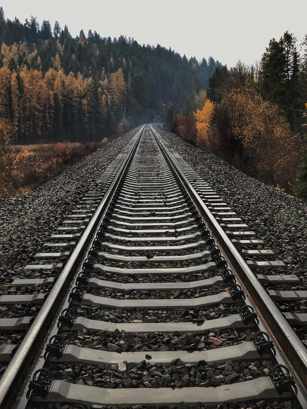 Train Tracks Railway Between Tall Trees Picture