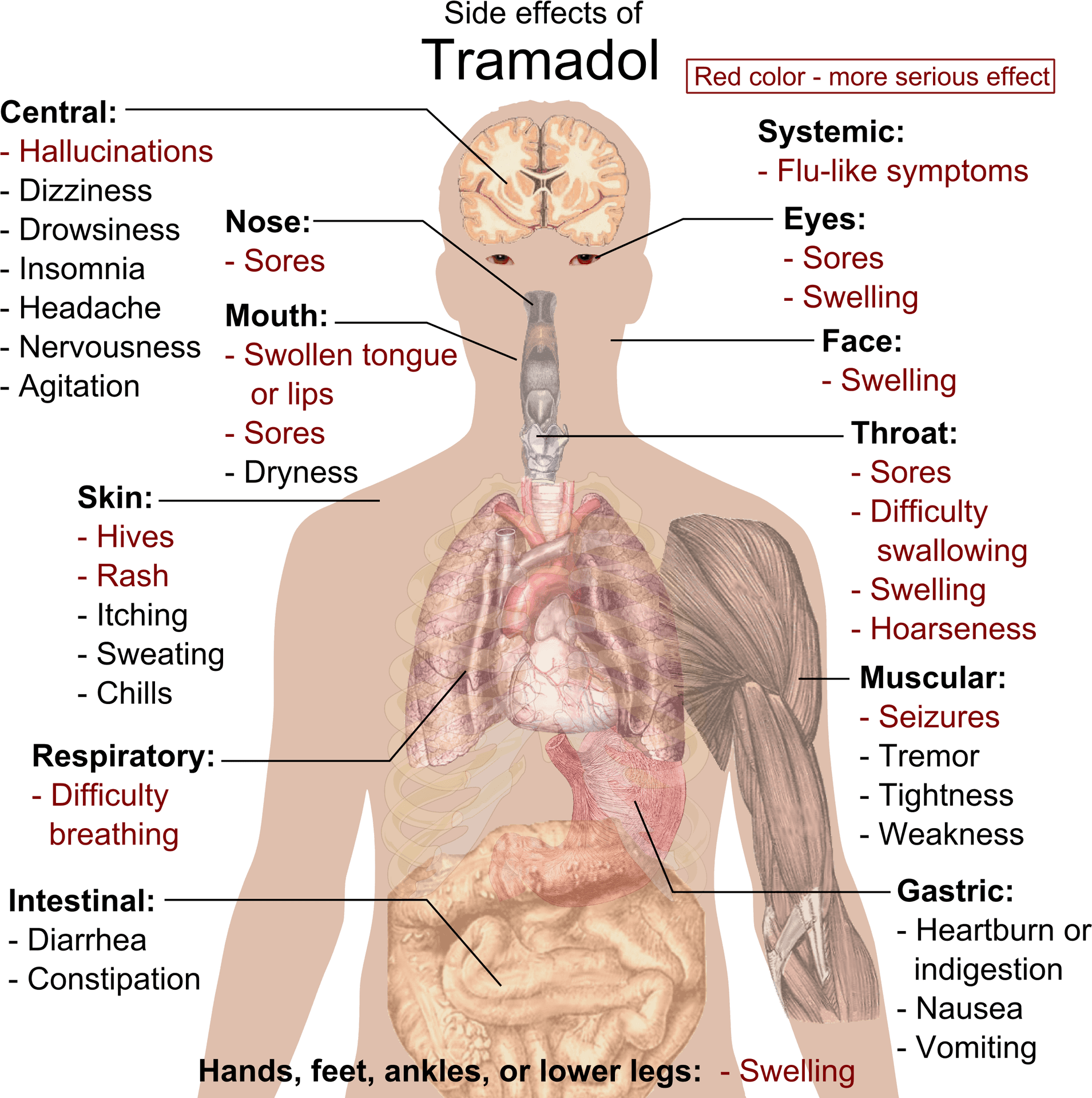 Tramadol Side Effects Human Body Illustration PNG