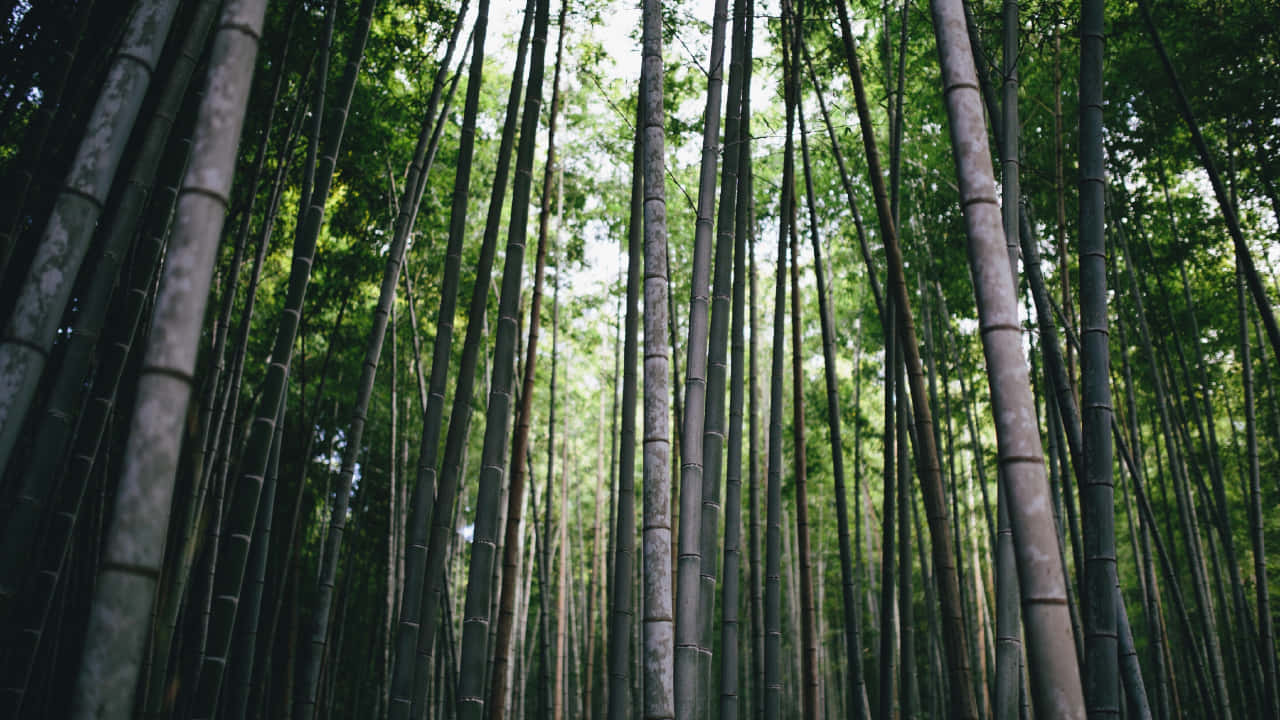 Tranquil_ Bamboo_ Forest_ Scene.jpg Wallpaper