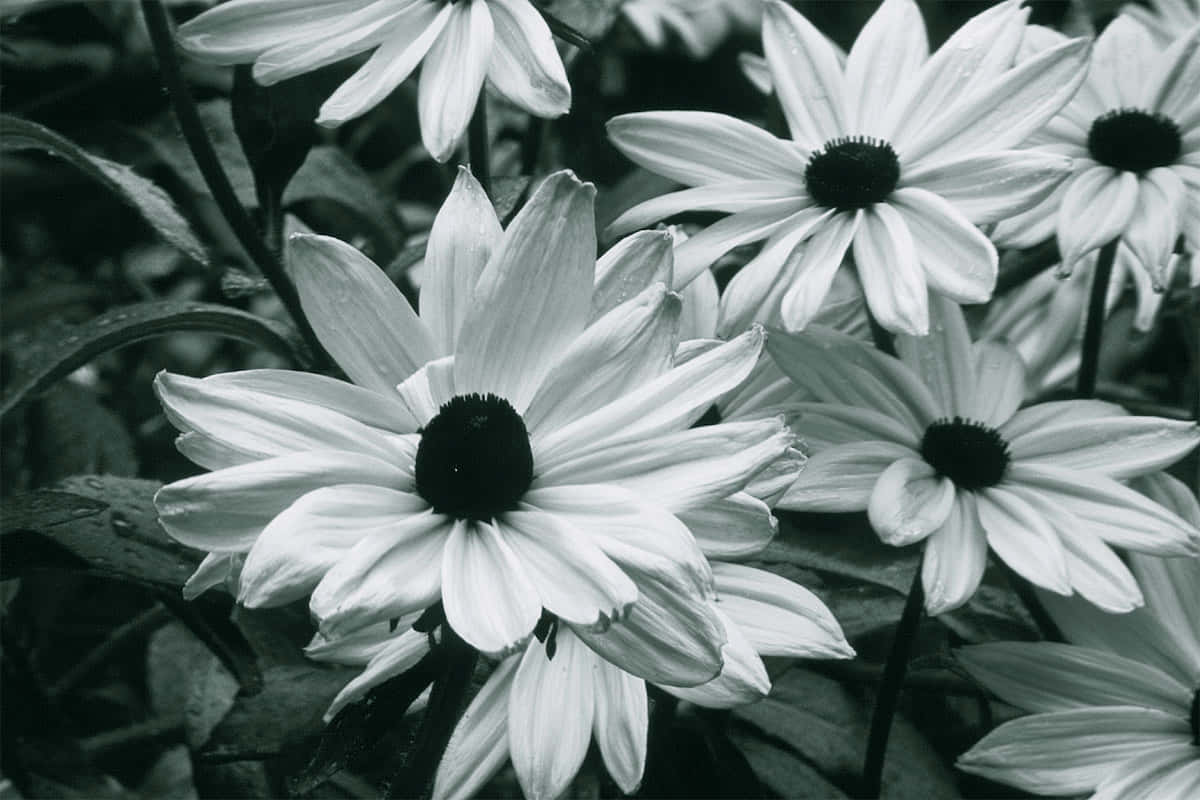 Tranquil Beauty In Monochrome – An Elegant Black And White Flower Wallpaper