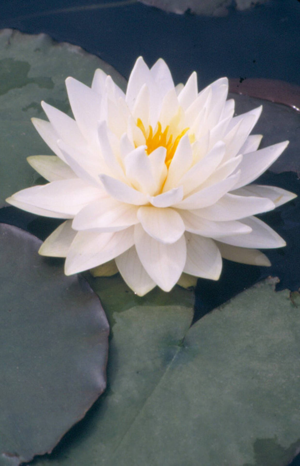 Tranquil Beauty Of A Blooming Water Lily In A Serene Pond. Wallpaper