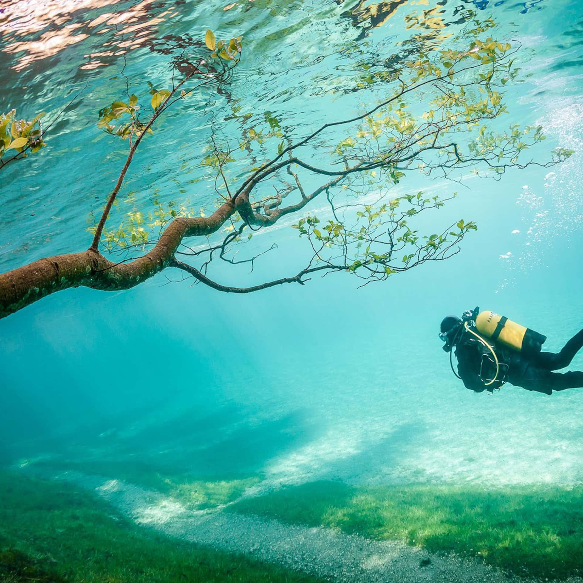 Tranquil Beauty Of The Underwater World