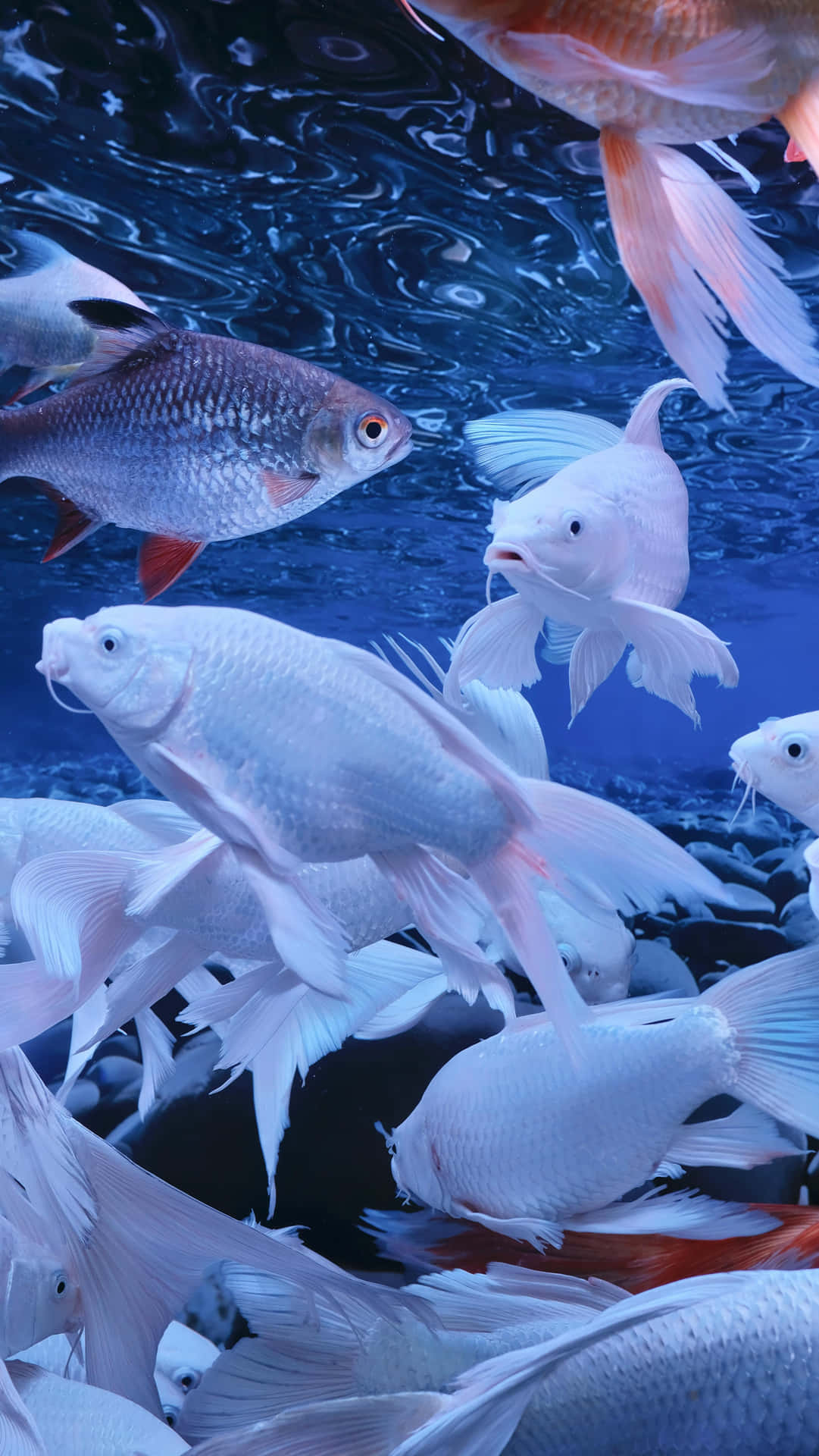 Tranquil_ Blue_ Fish_ Aquatic_ Scene.jpg Wallpaper