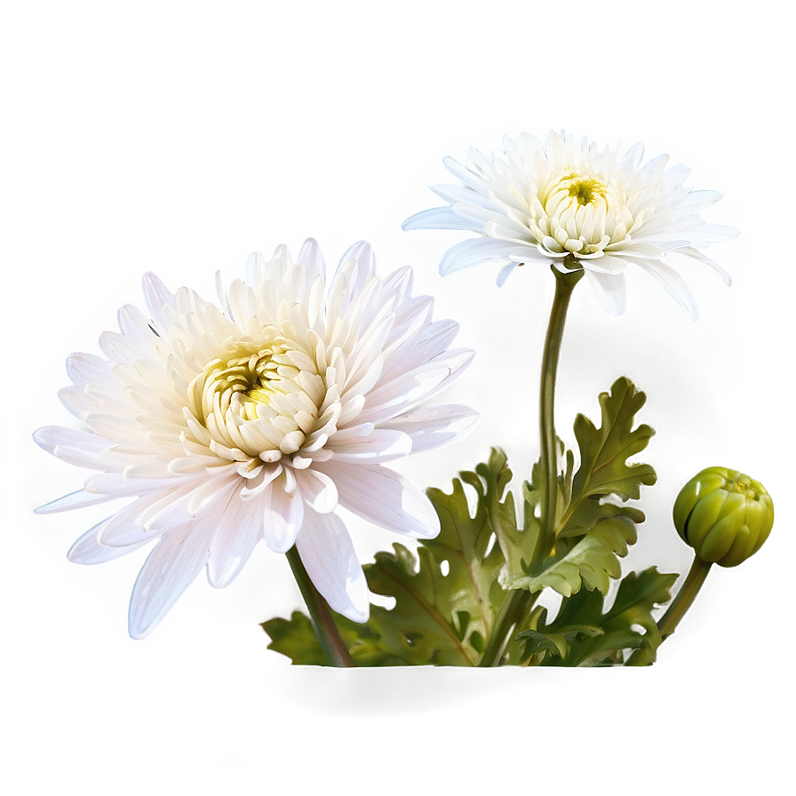 Tranquil Chrysanthemum Png 50 PNG