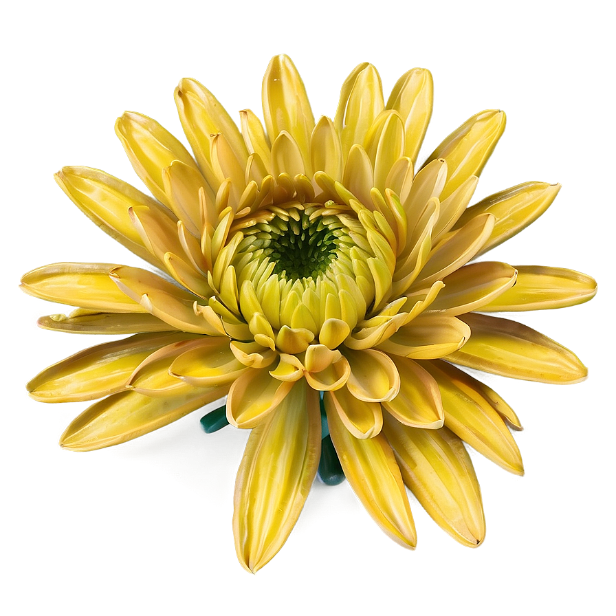 Tranquil Chrysanthemum Png 53 PNG