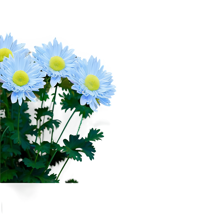 Tranquil Chrysanthemum Png 89 PNG