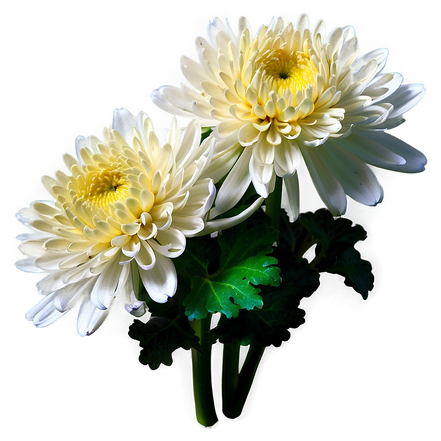 Tranquil Chrysanthemum Png Pmb63 PNG