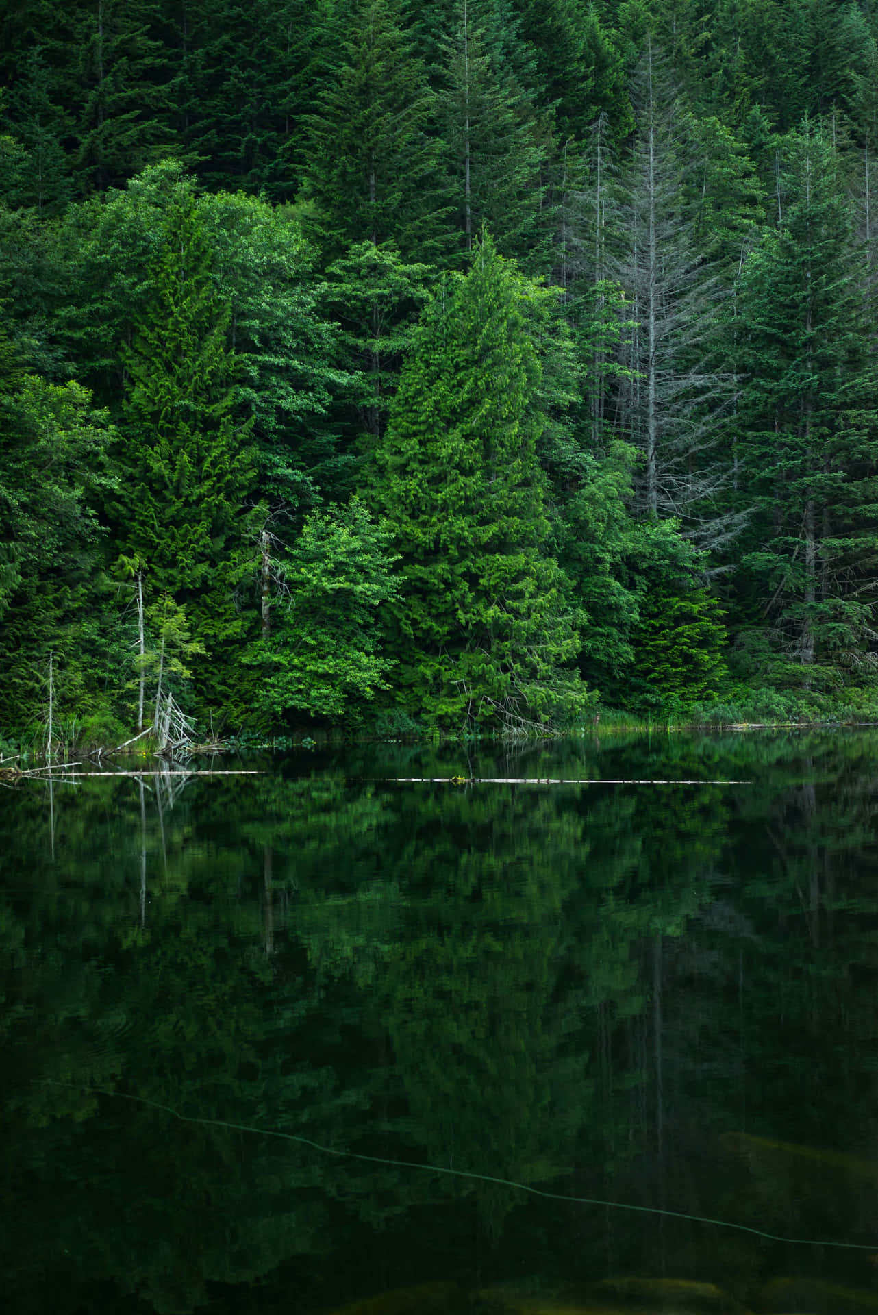 Tranquil Forest Lake Reflection Wallpaper