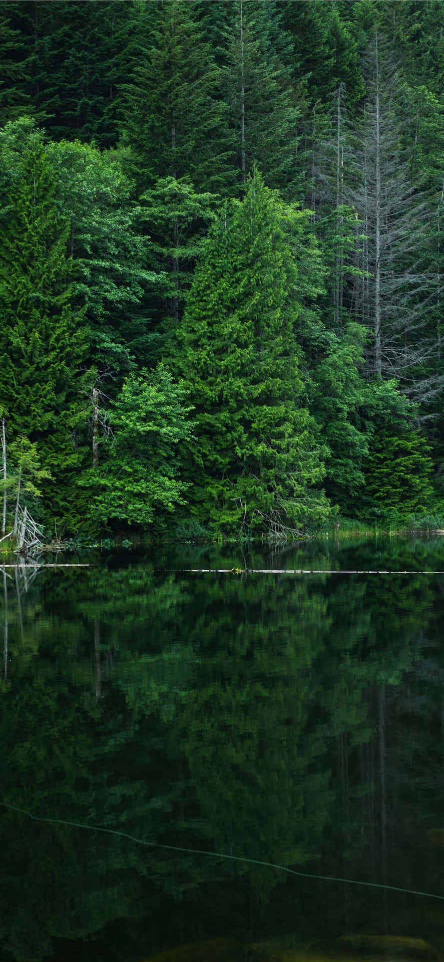 Tranquil_ Forest_ Reflections.jpg Wallpaper