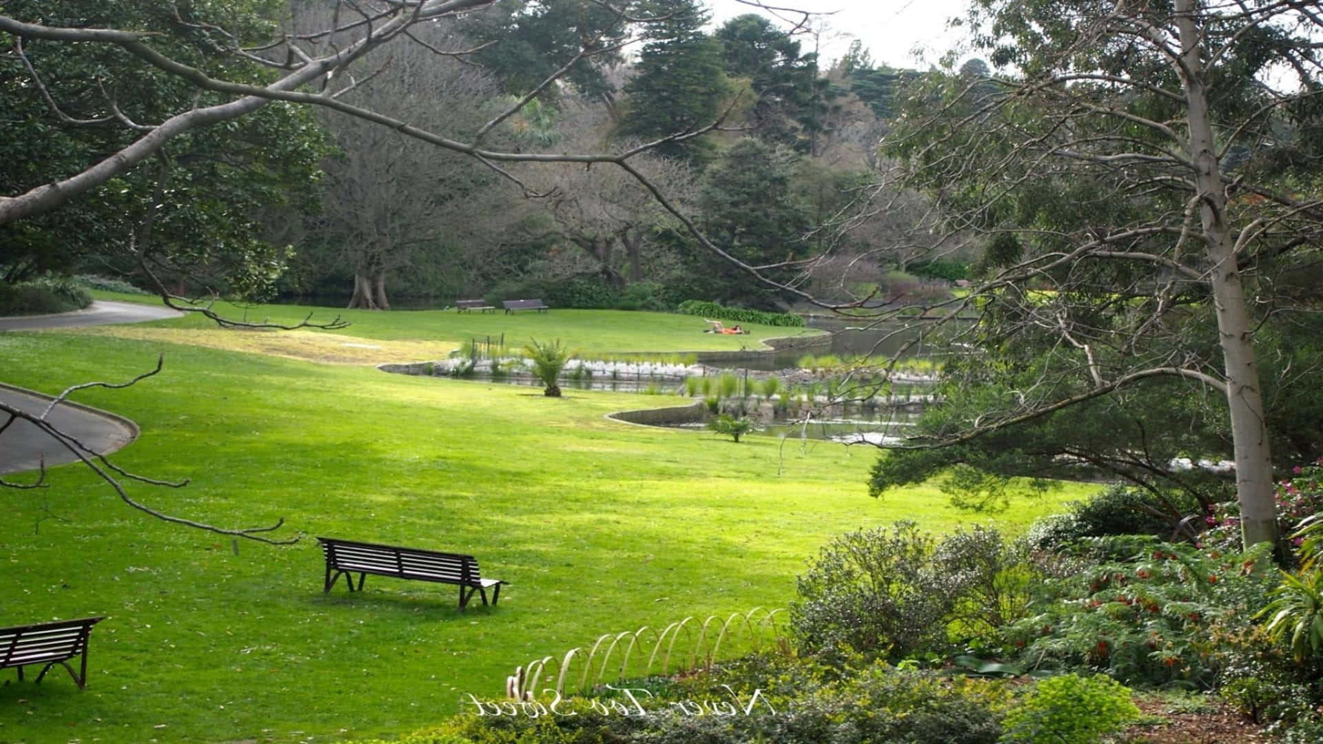 Tranquil_ Garden_ Pond_ Royal_ Botanic_ Garden_ Sydney Wallpaper